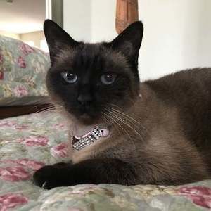 Meet your Posher, Lisa